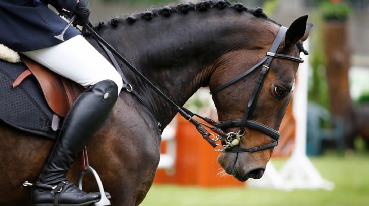 Building trust between horse and rider